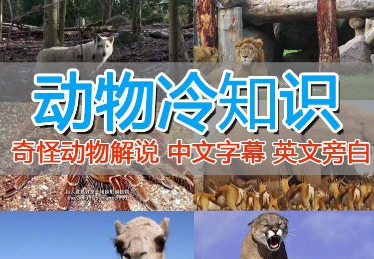 （6312期）外面卖1699的国外纪录片解说（动物解说、美食、动画片）稳过中视频-副业宝典