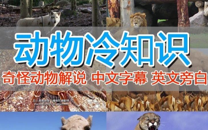 外面卖1699的国外纪录片解说（动物解说、美食、动画片）稳过中视频-副业宝典