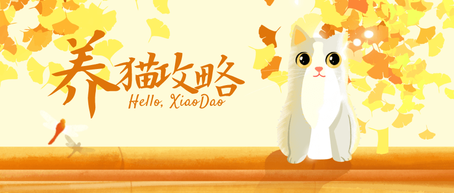 猫咪训练+养猫攻略大全-副业宝典